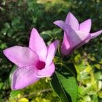 Cryptostegia madagascariensis Flower