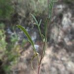 Reseda stricta Yaprak