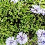 Globularia repens পাতা