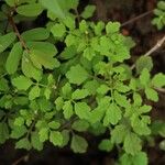 Cardamine trichocarpa Blad