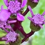 Pericallis aurita Blomma