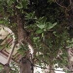 Ficus altissima Агульны выгляд