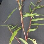 Persicaria punctata Leaf