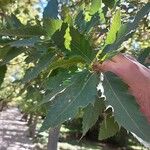 Quercus libani Leaf