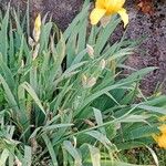 Iris barbatula Pokrój
