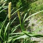 Setaria tenax Leht