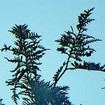 Chamaecyparis pisifera List
