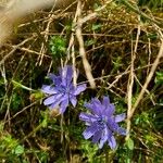 Cichorium endiviaFlower