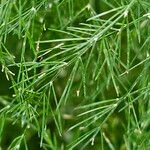 Asparagus tenuifolius Leaf