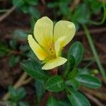 Ludwigia adscendens Flower