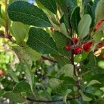 Photinia arbutifolia Blad