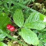 Rubus saxatilis 果