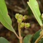 Tristaniopsis reticulata Frucht