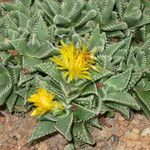 Faucaria tigrina Vivejo