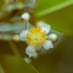 Calophyllum inophyllum 花