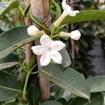 Stephanotis floribunda花