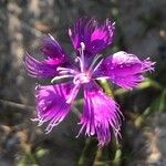 Dianthus hyssopifolius Fleur