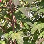 Hibiscus moscheutos Bark