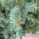 Picea pungens葉