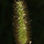 Setaria pumilaLorea