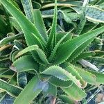 Aloe dawei 葉