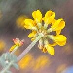 Coronilla minima Lorea