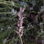 Lavandula x intermedia