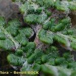 Cosentinia vellea Ekosanga
