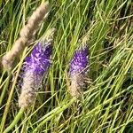 Phyteuma betonicifolium Flor