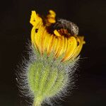 Madia elegans Flower