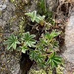 Potentilla nivalis Levél