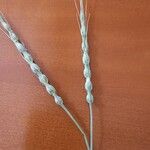 Aegilops ventricosa Mbuma
