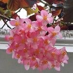 Begonia coccineaFlower