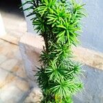 Taxus cuspidata Blad