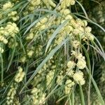 Acacia stenophylla Цветок