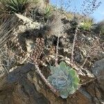 Dudleya pulverulenta Leaf