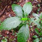 Solanum anceps Leaf