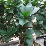 Ficus microcarpa Leaf