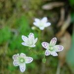 Saxifraga bronchialis Цветок