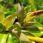 Allamanda cathartica Flower