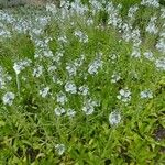 Veronica gentianoides Habitus