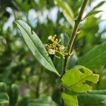 Ilex cassine ফুল