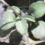 Viola parvula Leaf