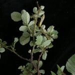 Rubus ellipticus Habitus