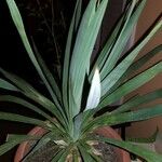 Yucca madrensis Лист