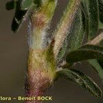 Astragalus glaux പുറംതൊലി