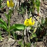 Erythronium grandiflorum Habitus