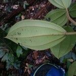 Miconia tschudyoides Leaf