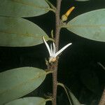 Xylopia cayennensis Çiçek