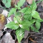 Spigelia humboldtiana Φύλλο